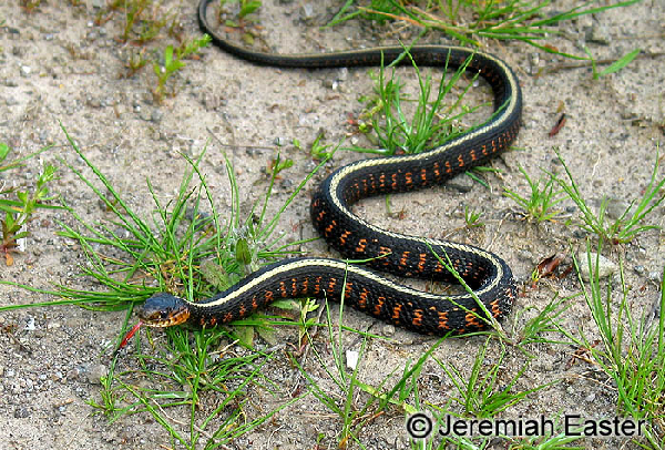  Thamnophis sirtalis concinnus ID = 