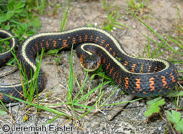  Thamnophis sirtalis concinnus ID = 