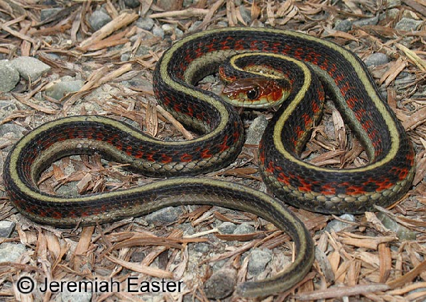  Thamnophis sirtalis infernalis ID = 