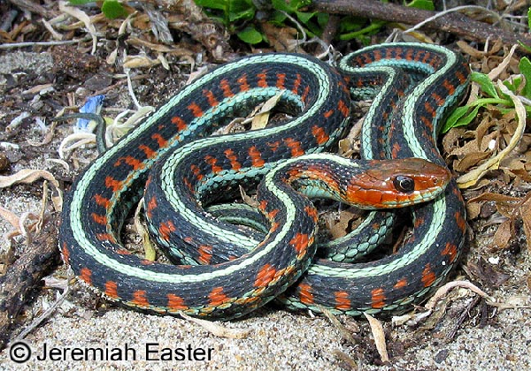  Thamnophis sirtalis infernalis ID = 