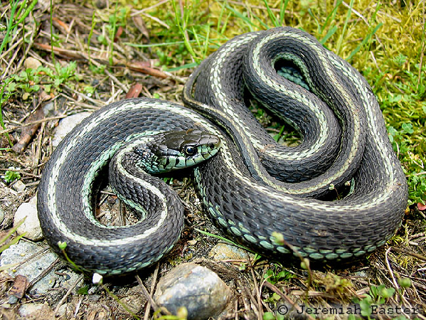  Thamnophis sirtalis pickeringii ID = 