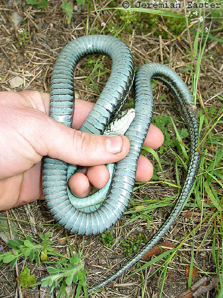  Thamnophis sirtalis pickeringii ID = 