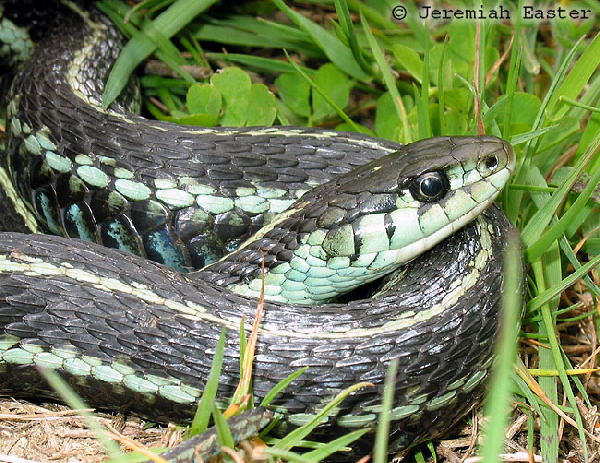  Thamnophis sirtalis pickeringii ID = 