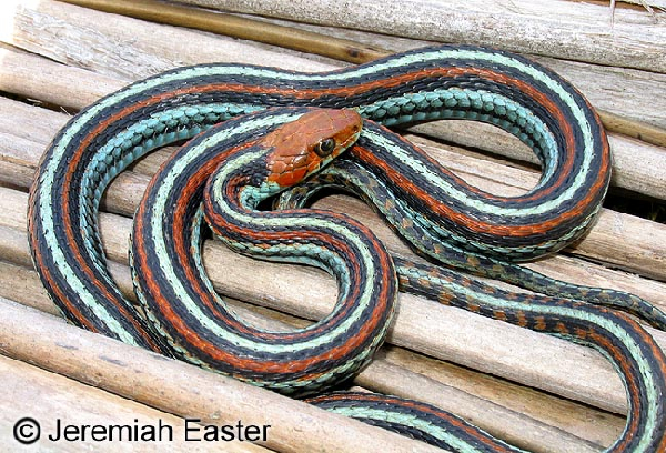  Thamnophis sirtalis tetrataenia ID = 