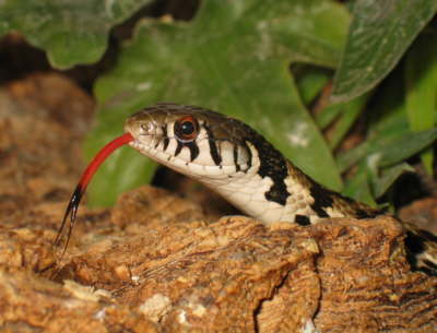  Thamnophis marcianus ID = 