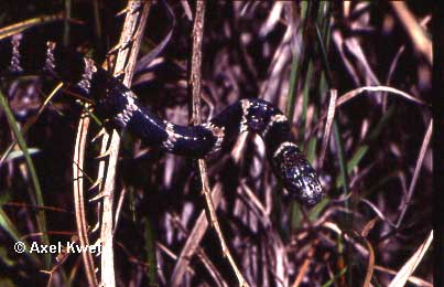  Sibynomorphus garmani ID = 