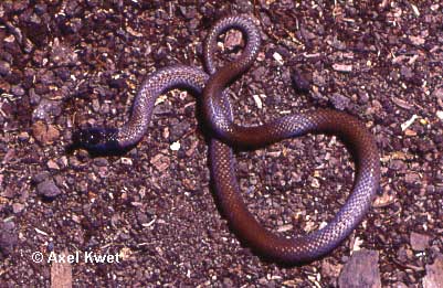  Tantilla melanocephala ID = 