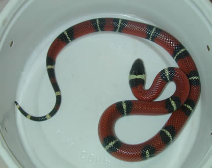  Sinaloan Milksnakes ID = 