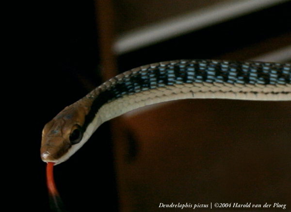  Dendrelaphis pictus ID = 