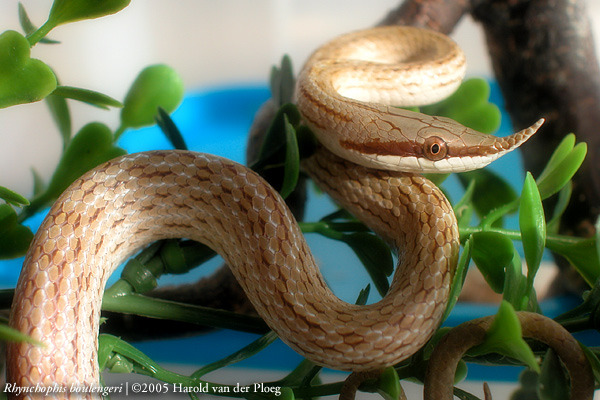  Rhynchophis boulengeri ID = 