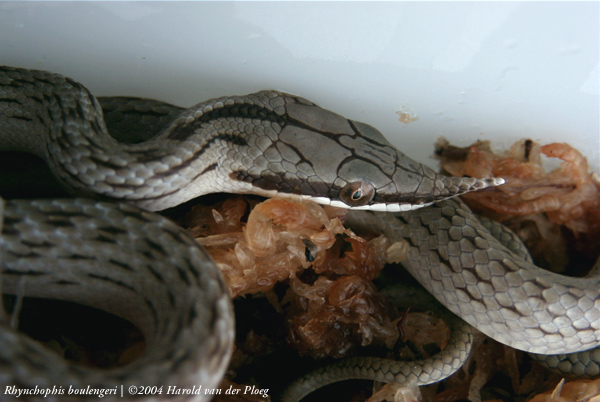  Rhynchophis boulengeri ID = 