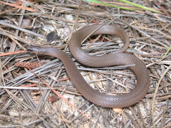  Virginia striatula ID = 