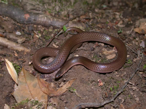  Carphophis amoenus amoenus ID = 