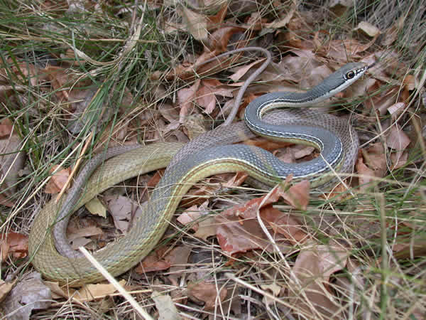  Masticophis bilineatus ID = 