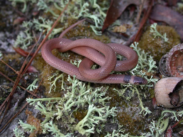  Tantilla coronata ID = 