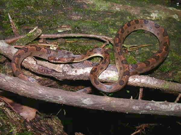  Leptodeira septentrionalis ID = 