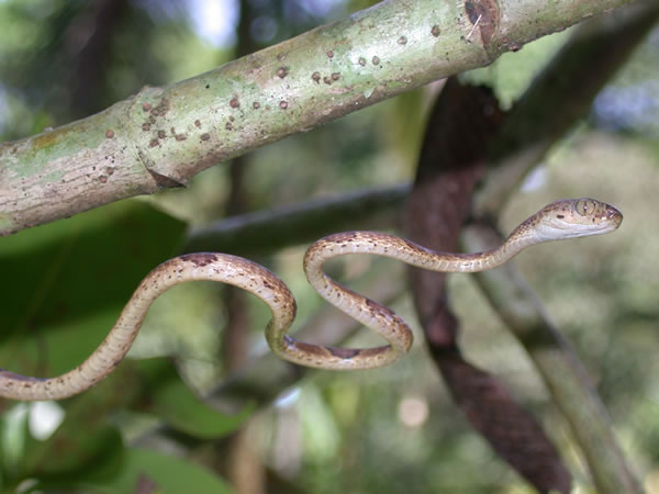  Imantodes cenchoa ID = 