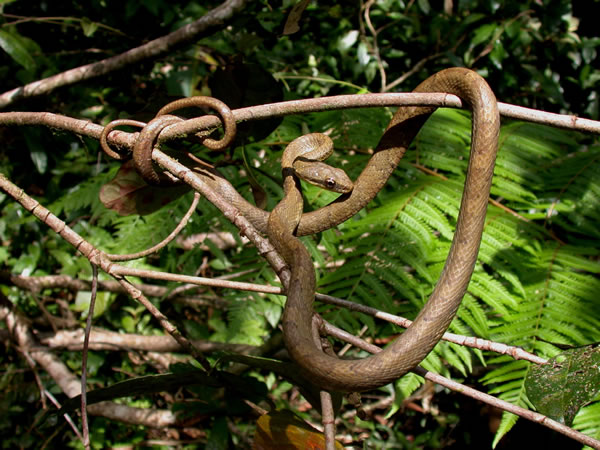  Pseustes poecilonotus ID = 