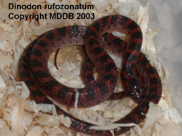  Dindodon rufozonatum ID = 