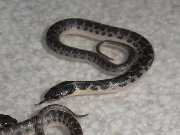  Liophis poecilogyrus caesius x sublineatus (intergraded forms) ID = 