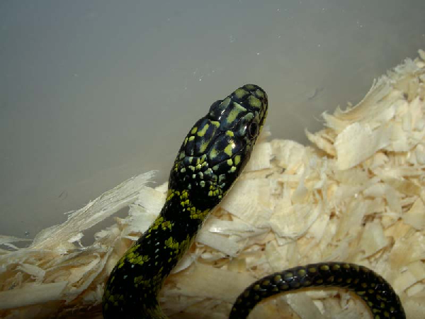  Liophis poecilogyrus sublineatus ID = 