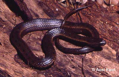  Gomesophis brasiliensis ID = 