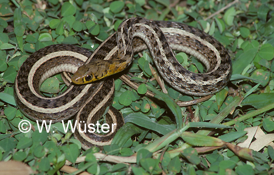  Amphiesma stolata ID = 