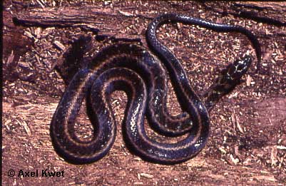  Liophis almadensis ID = 