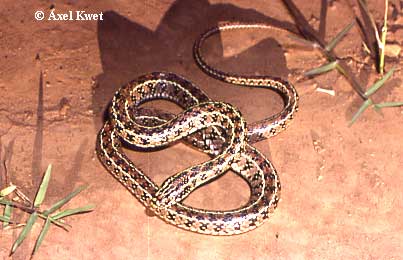  Liophis anomalus ID = 