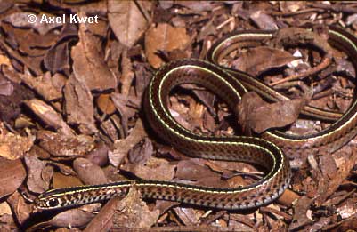  Liophis flavifrenatus ID = 