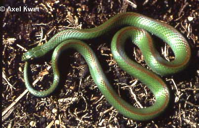  Liophis jaegeri ID = 