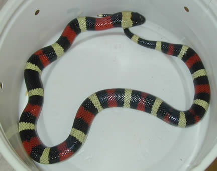  Pueblan Milksnakes ID = 