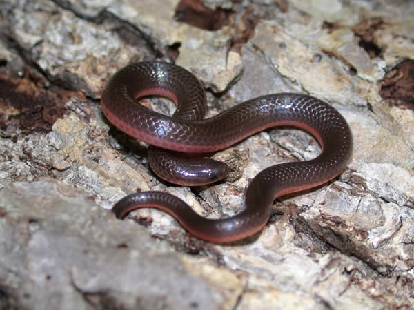  Carphophis amoenus amoenus ID = 