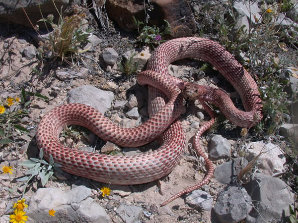  Masticophis flagellum testaceus ID = 