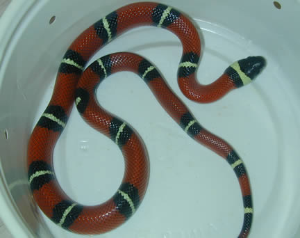  Sinaloan Milksnakes ID = 