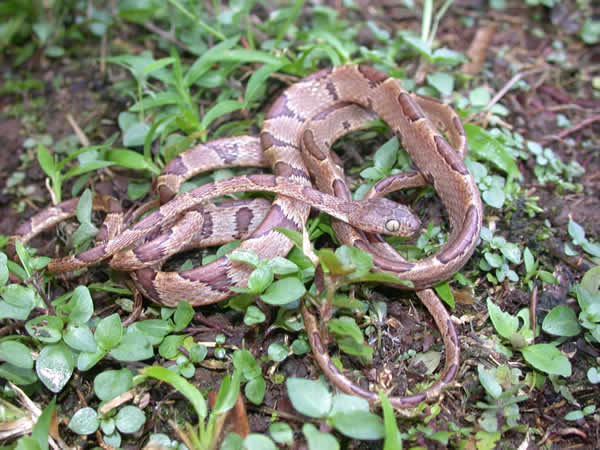  Imantodes cenchoa ID = 