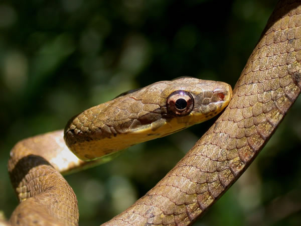  Pseustes poecilonotus ID = 