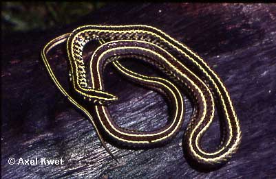  Liophis flavifrenatus ID = 