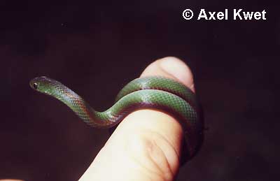  Liophis jaegeri ID = 