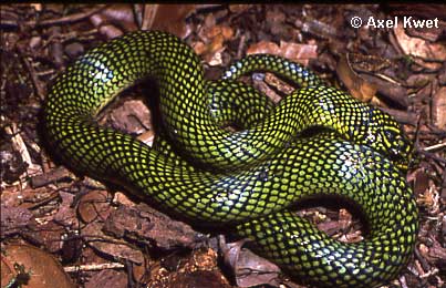  Liophis poecilogyrus ID = 