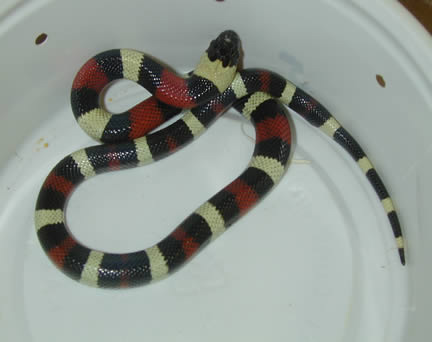  Pueblan Milksnakes ID = 