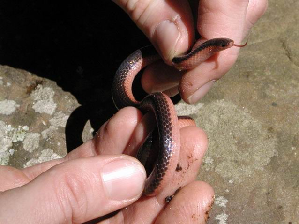  Carphophis vermis ID = 