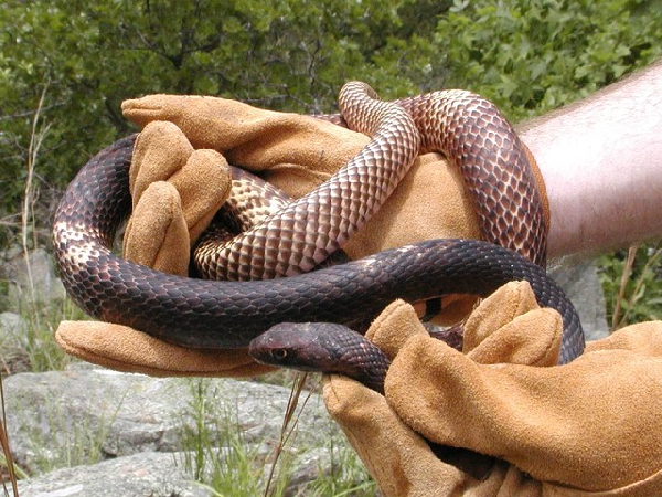  Masticophis flagellum flagellum ID = 