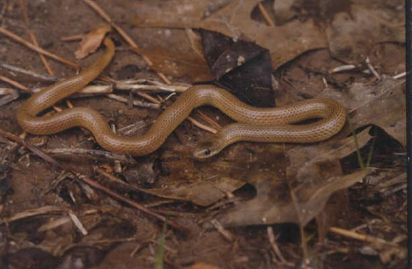  Sonora semiannulata ID = 