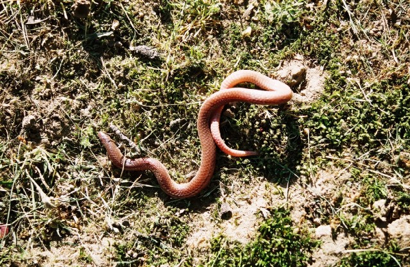  Carphophis amoenus helenae ID = 