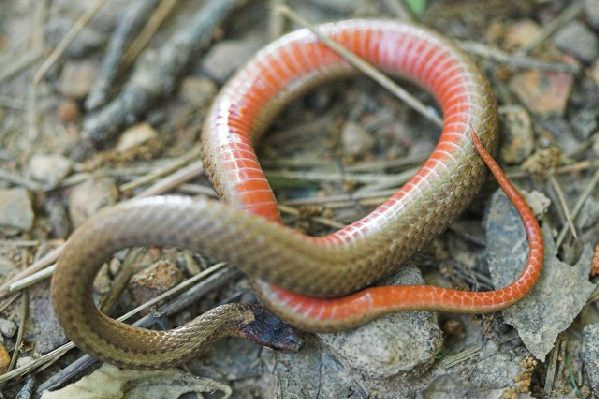  Storeria occipitomaculata ssp. ID = 