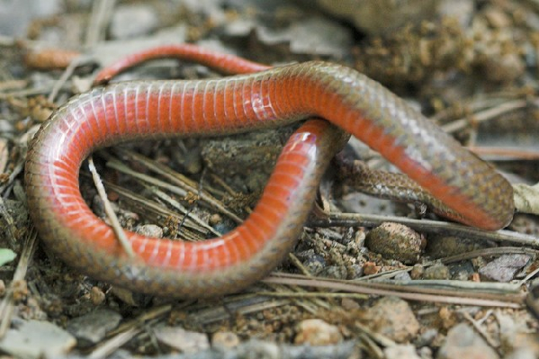  Storeria occipitomaculata ssp. ID = 