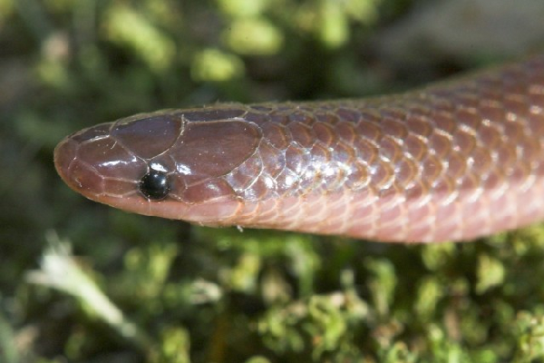  Carphophis amoenus helenae ID = 