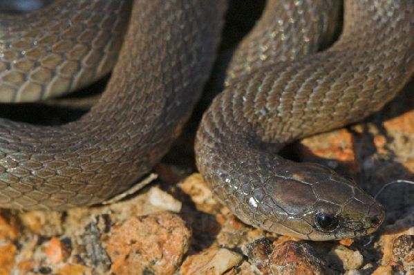  Virginia striatula ID = 