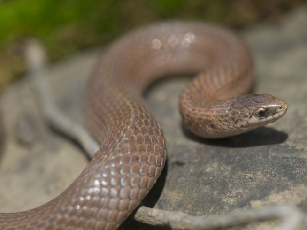  Virginia valeriae elegans ID = 